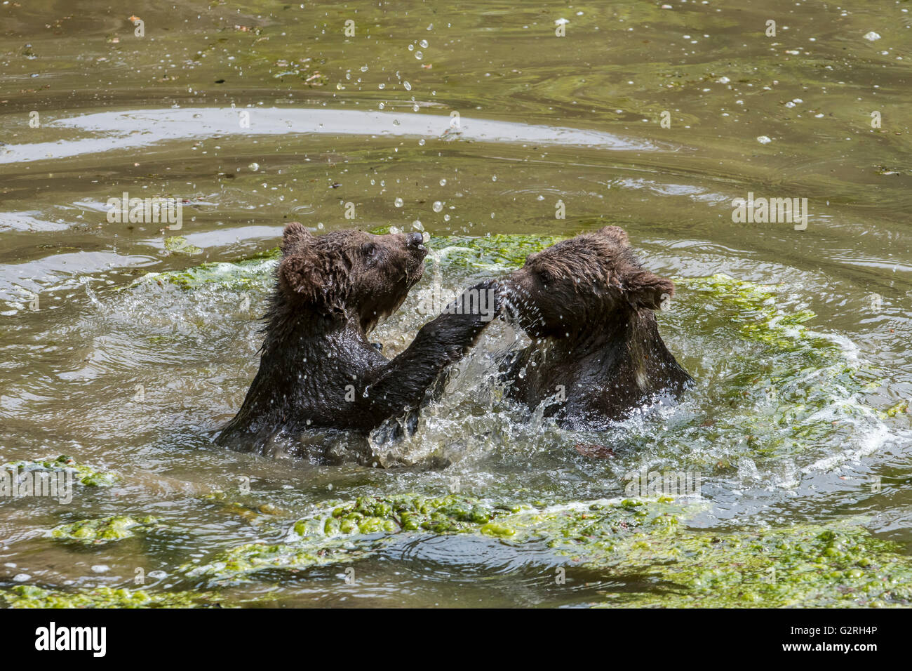 Two playful brown bear (Ursus arctos) cubs having fun by playfighting in water of pond in spring Stock Photo