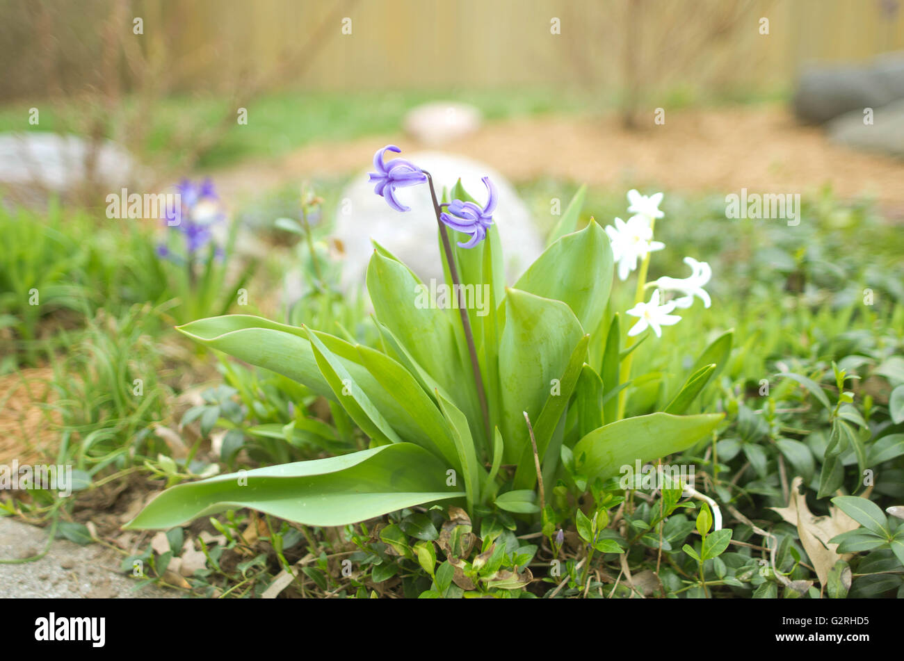 Small purple and white flowers in a garden Stock Photo Alamy