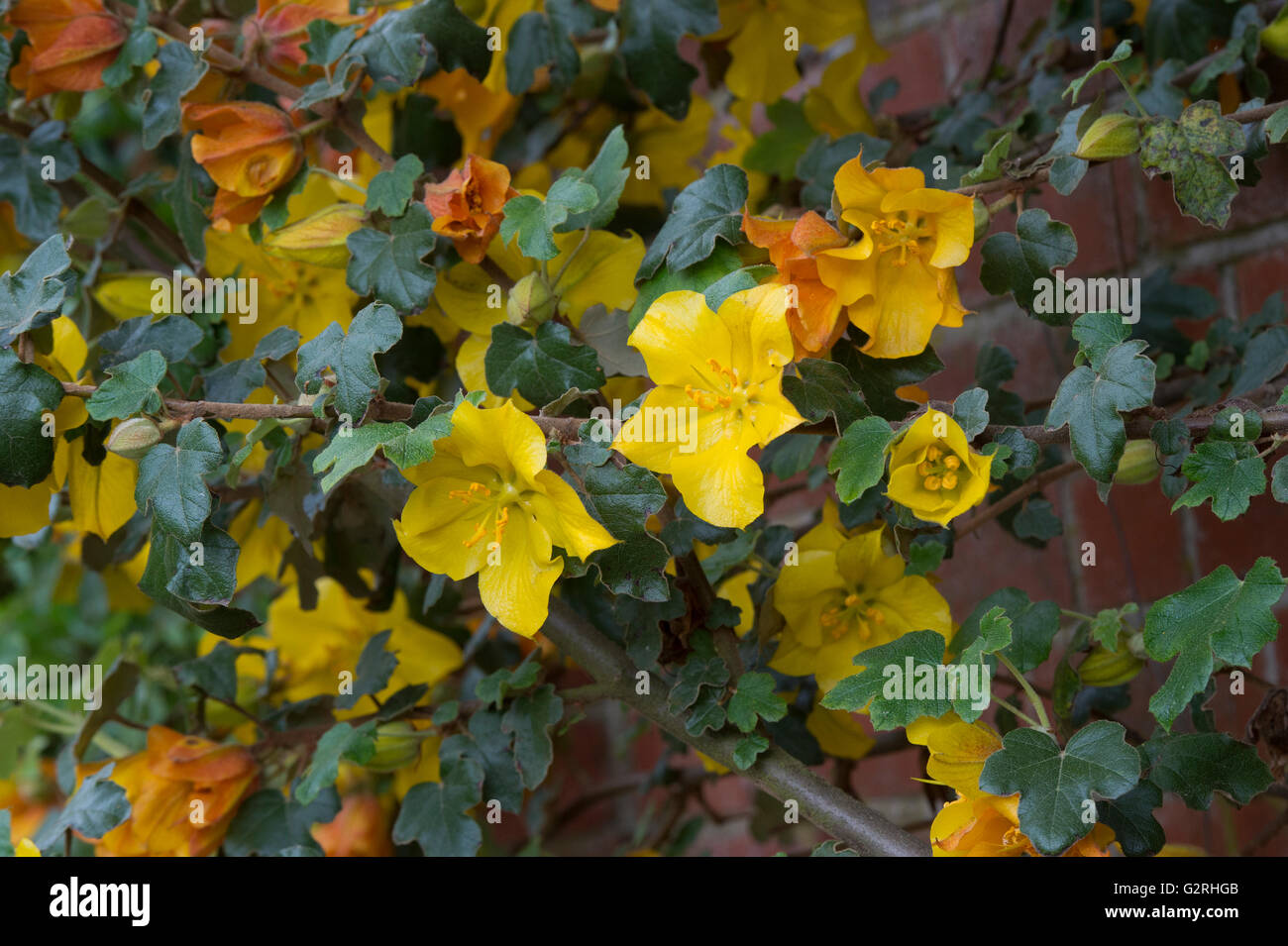 Fremontodendron 'California Glory'. Flannel bush 'California Glory' flowers Stock Photo