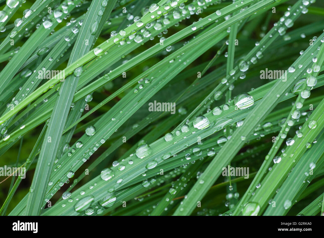 Dewdrop formed on blades of grass, Salzburg, Austria, Europe Stock Photo