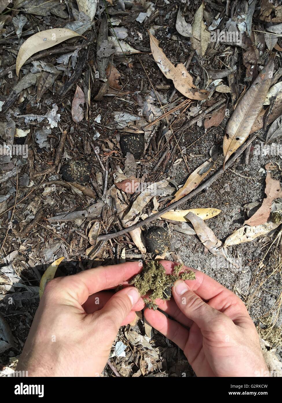 A man touching Black Wallaroo (macropus bernardus) droppings at Gubara at Kakadu National Park, Northern Territory, Australia Stock Photo