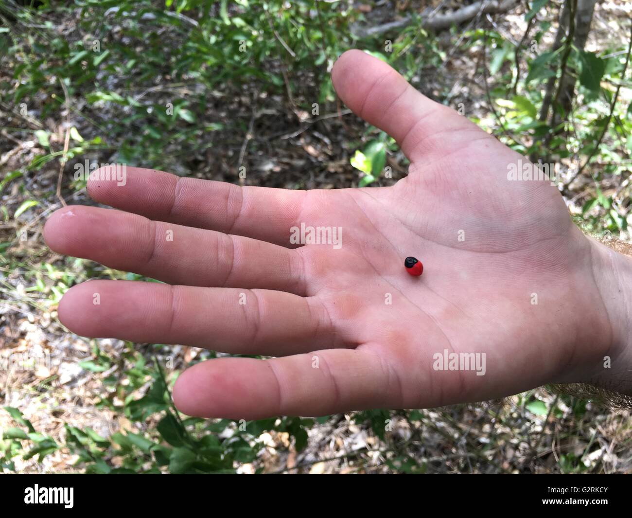 A man holds a Crab Eye Vine (Abrus precatorius) seed in his hand in Kakadu National Park, Northern Territory, Australia Stock Photo