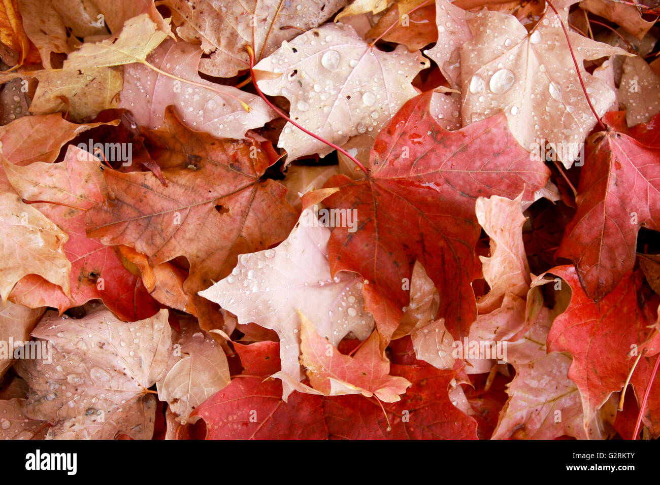 Leaf fall ground cover hi-res stock photography and images - Alamy