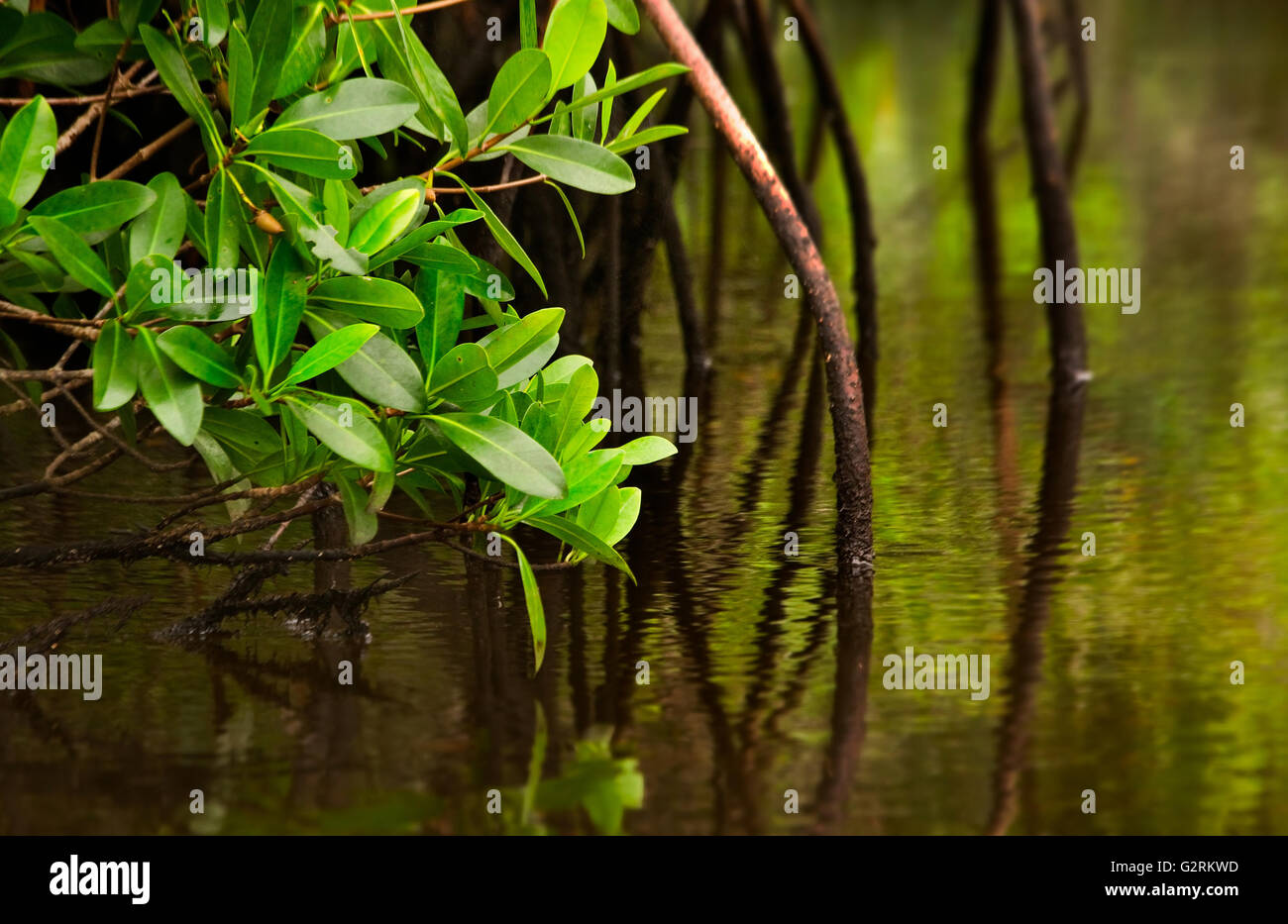 Red mangrove tree and its roots dip into calm brackish water in the Florida Evergaldes Stock Photo