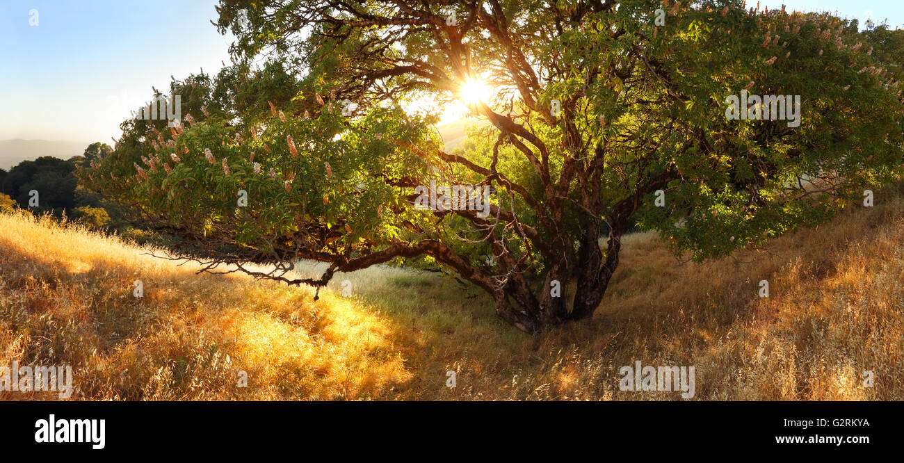 A beautiful buckeye tree on a golden hillside with the sunset shining through the leaves Stock Photo