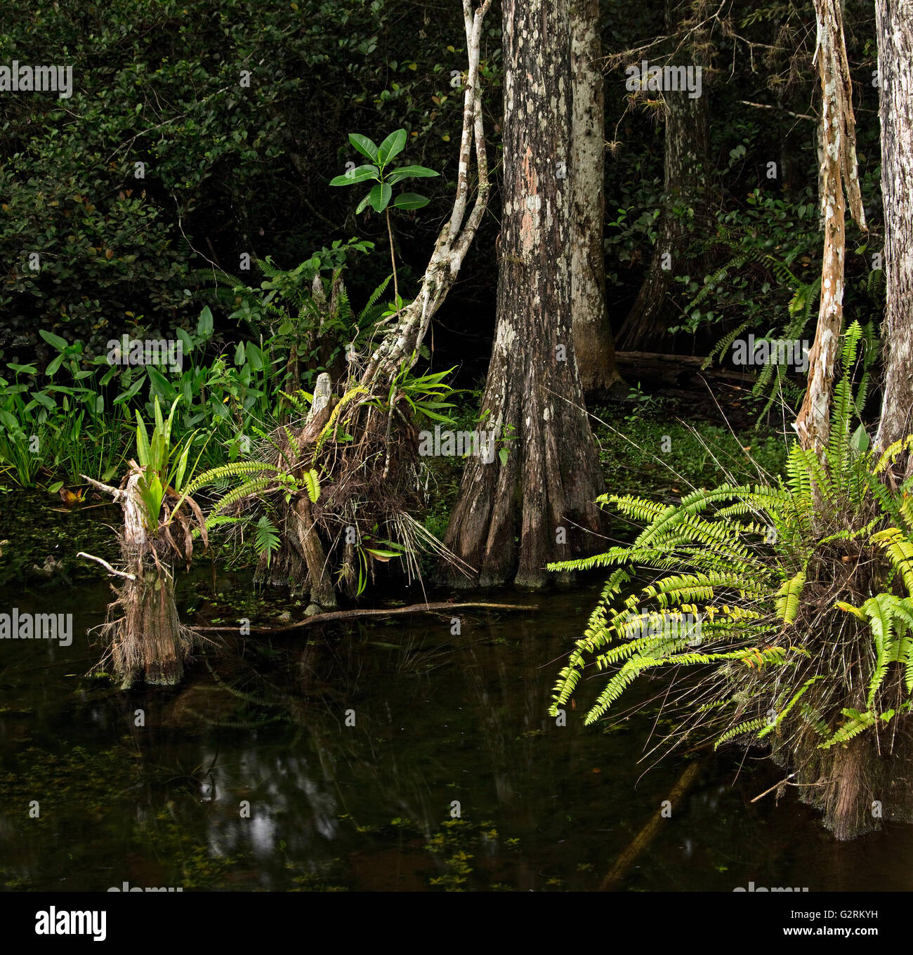 Lush ferns adorn the bases of beautiful Bald Cypress trees in the Florida Everglades Stock Photo