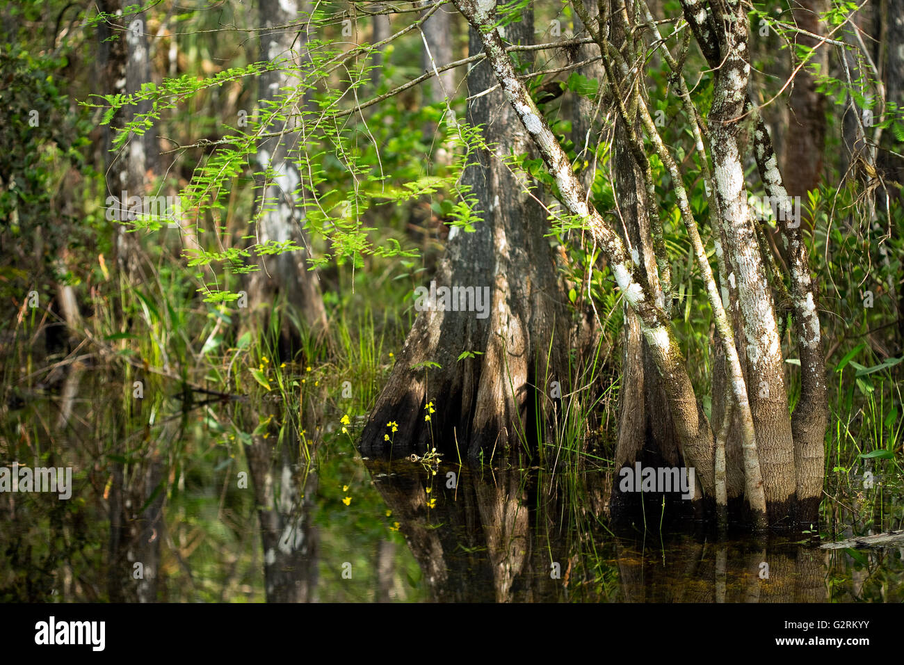 Swamp wildflowers bloom around cypress tree trunks in Florida ...