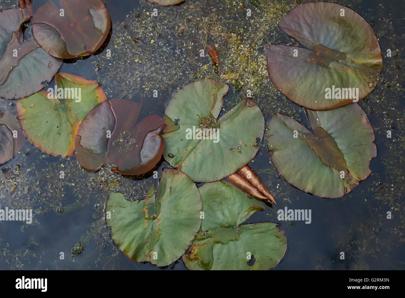 Lilies growing in pond. UK Stock Photo Alamy