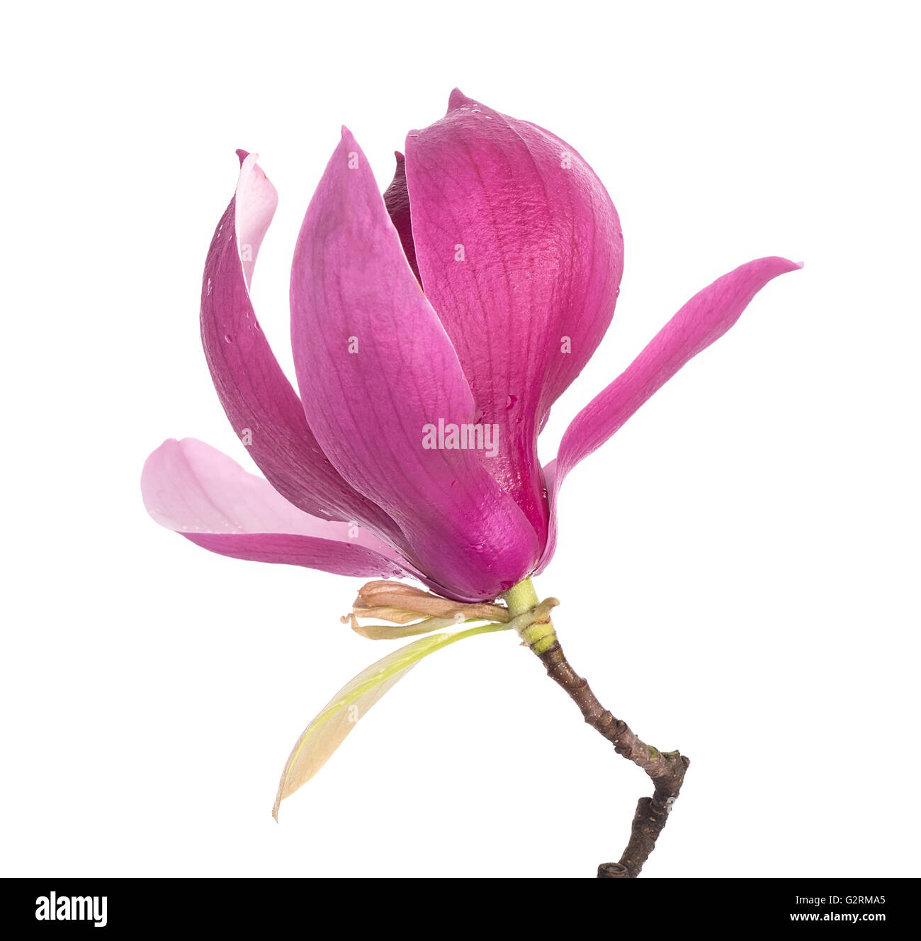 pink magnolia flowers Stock Photo