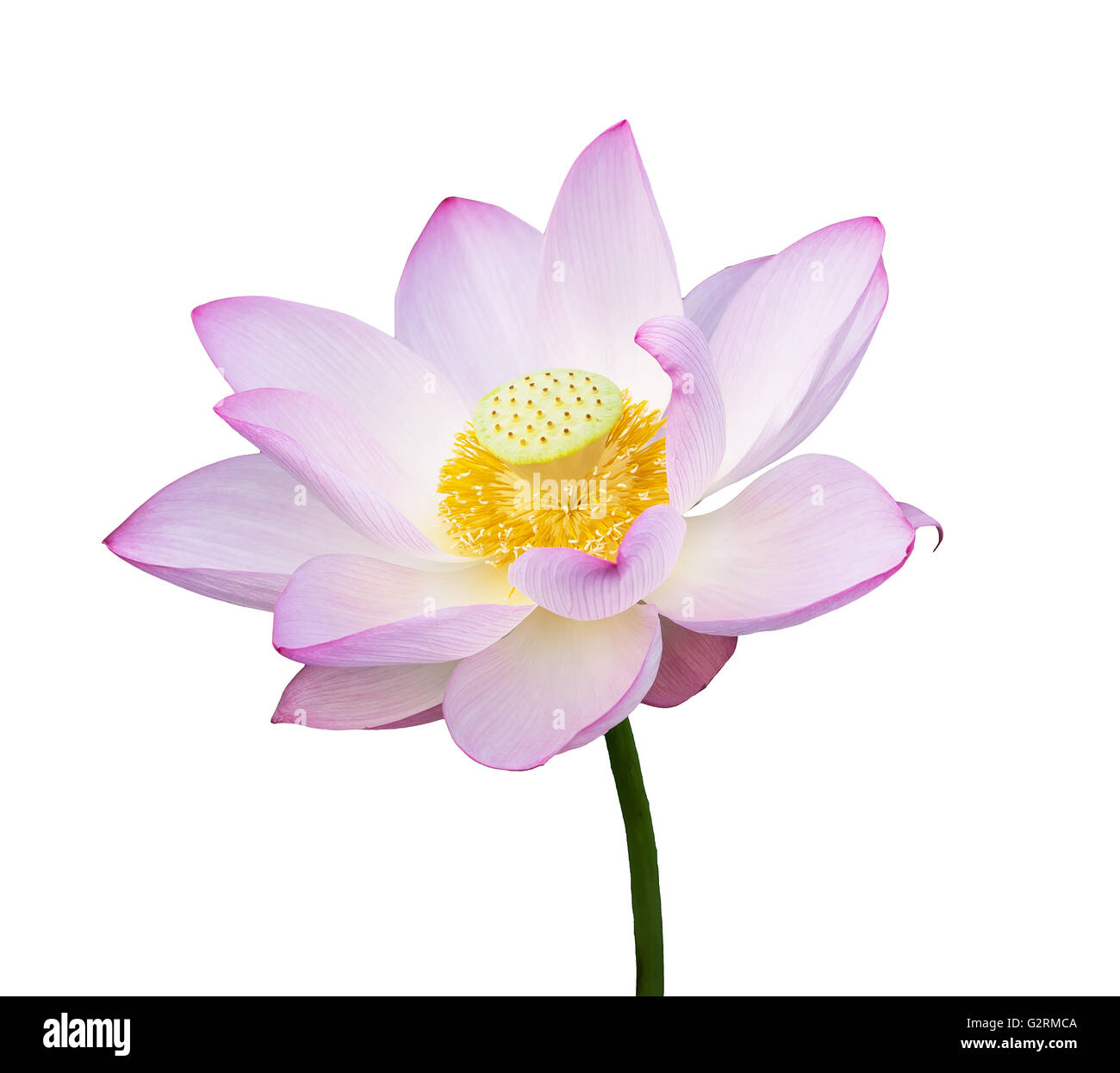 Lotus flower blooming on pond Stock Photo