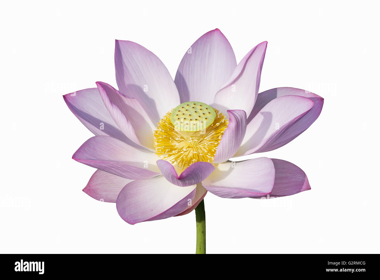 Lotus flower blooming on pond Stock Photo