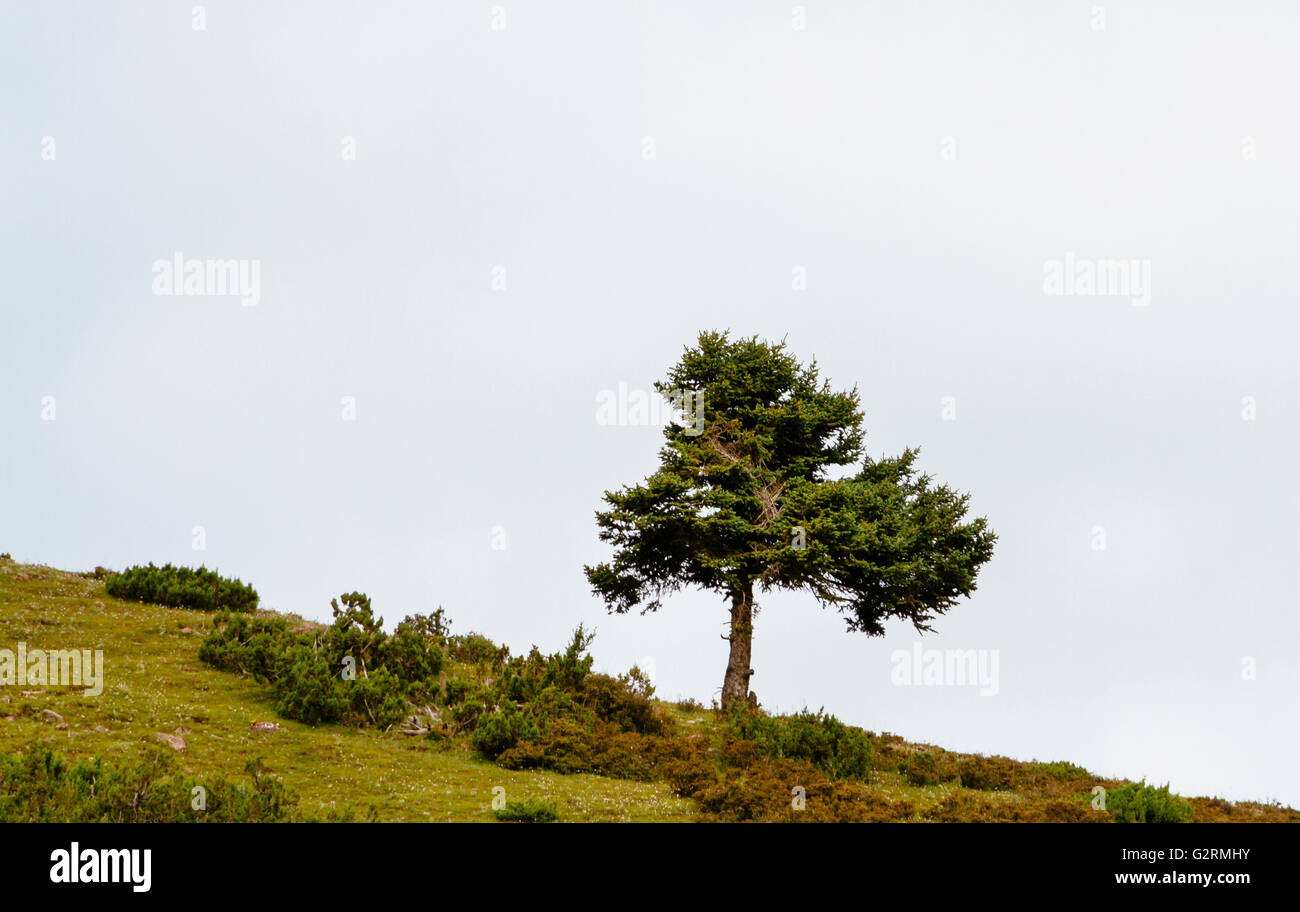 Close up of a tree in beautiful shape in the daytime Stock Photo - Alamy
