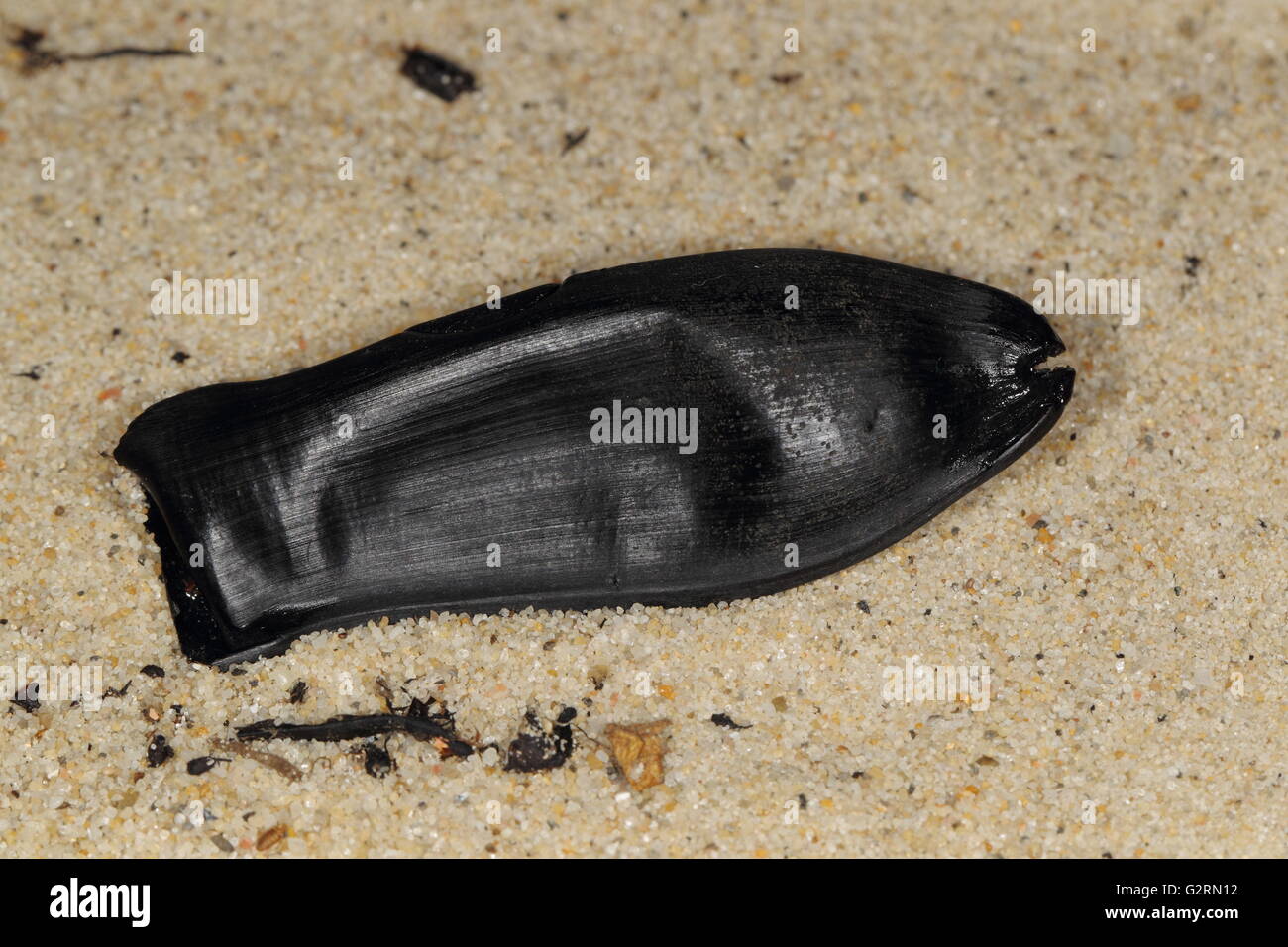Blackmouth Shark eggcase, Galeus melastomus Stock Photo
