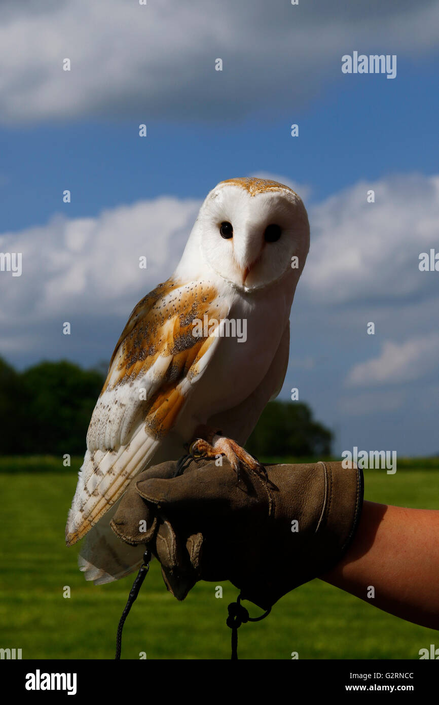 Beautiful White British Barn Owl Perched On A Falconer S Gloved