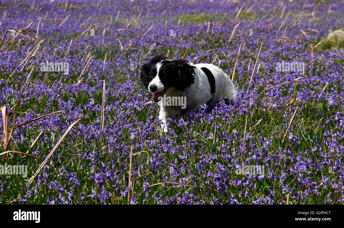 Spring time in Great Britain, gorgeous flowering blooms bright yellow daffodils & English bluebells, beautiful walks with dogs Stock Photo