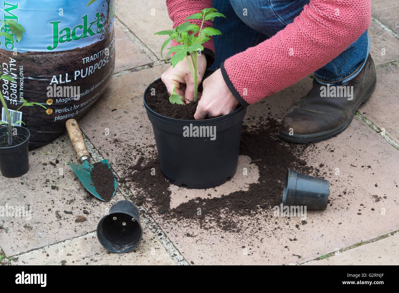solanum-lycopersicum-gardener-repotting-tomato-plants-grown-from-seed