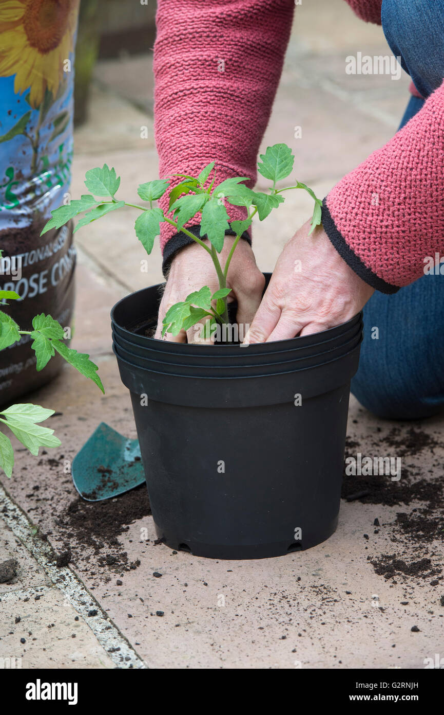 Solanum lycopersicum. Gardener repotting tomato plants grown from seed ...