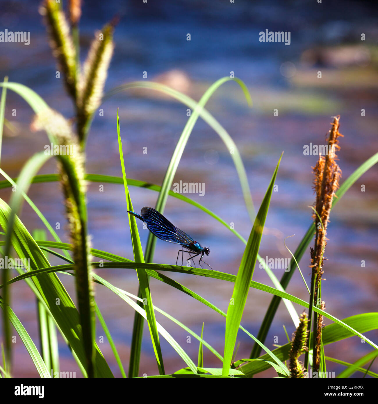 Blue dragonfly sits on a grass Stock Photo - Alamy