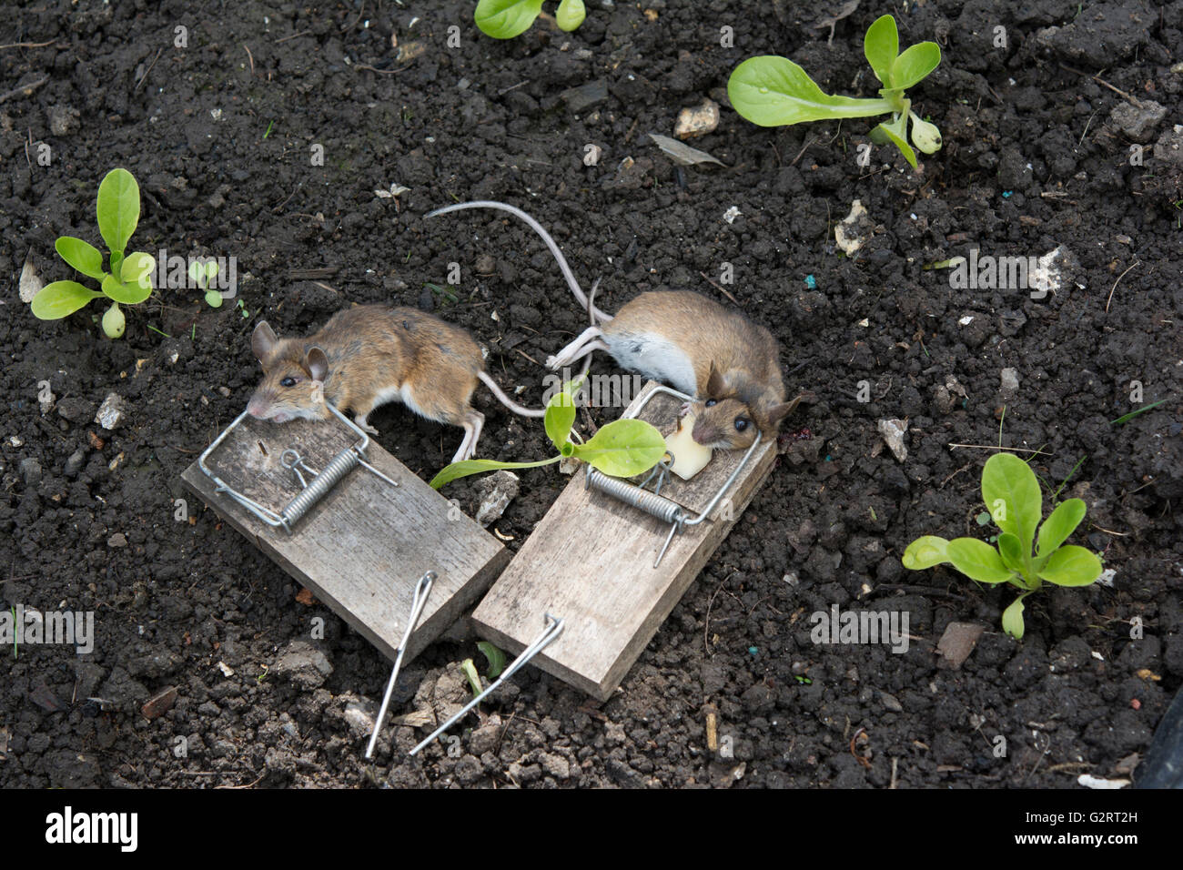 BUCKINGHAMSHIRE GARDEN; MICE EATING LETTUCE SEEDLINGS CAUGHT IN TRAP