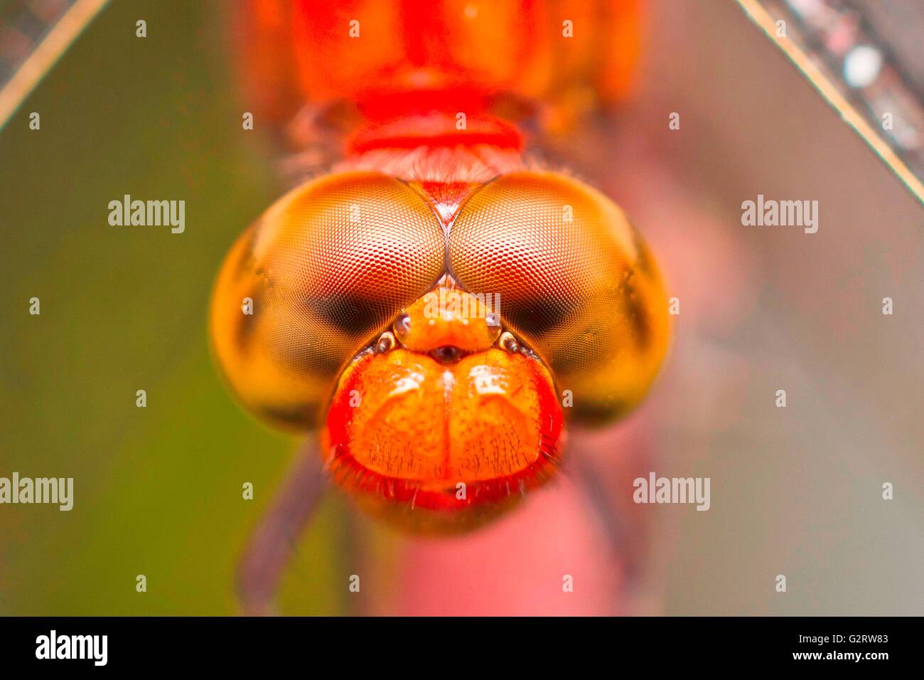 Macro photography showing a close up view of dragonfly Stock Photo - Alamy