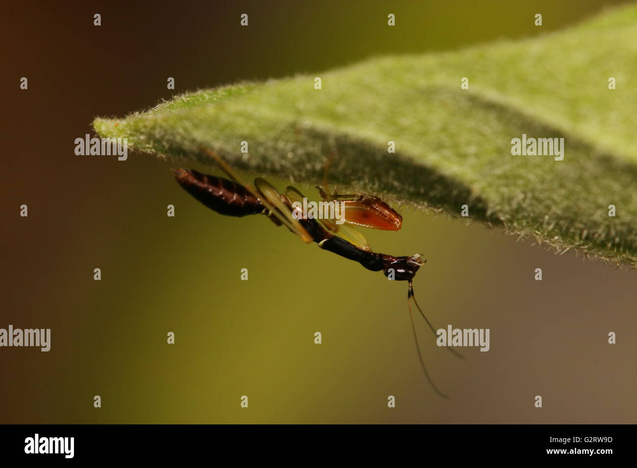 Juvenile black praying mantis hiding under a leaf Stock Photo Alamy
