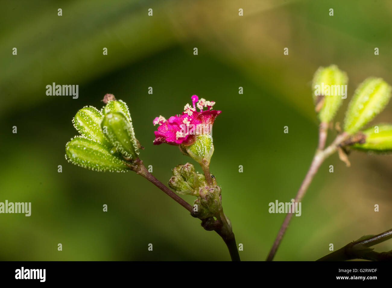 Macro photography showing a close up view of pink flower Stock Photo ...