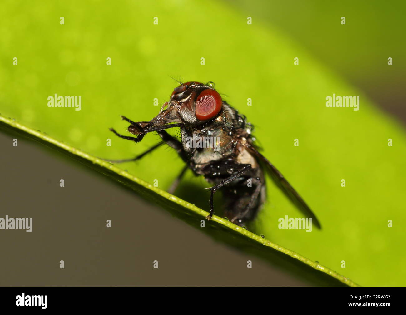 Fly with its tongue protruding while cleaning itself.  Fly's tongue is also called labellum or proboscis. Stock Photo