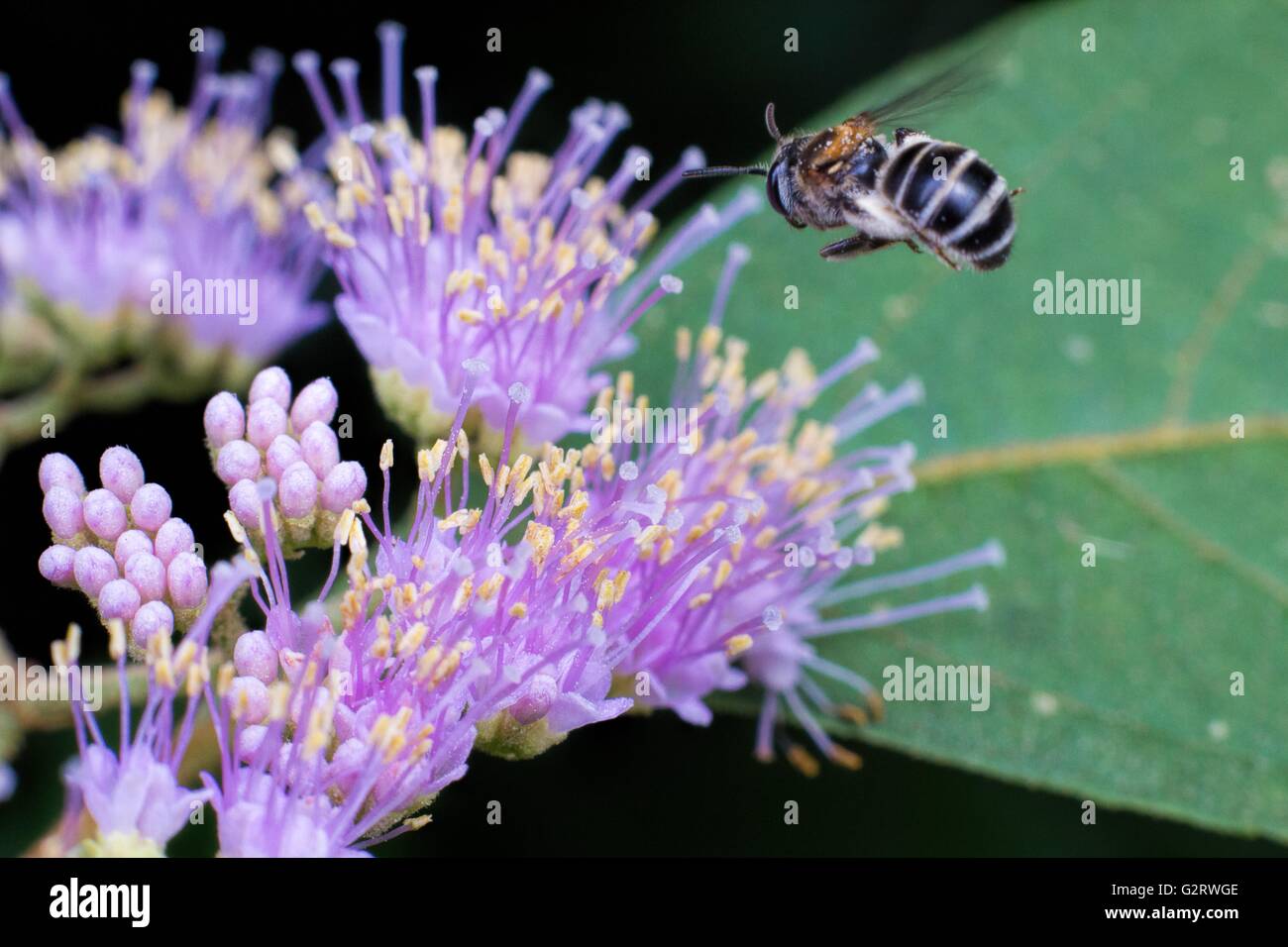 Top view bee on purple hi-res stock photography and images - Alamy