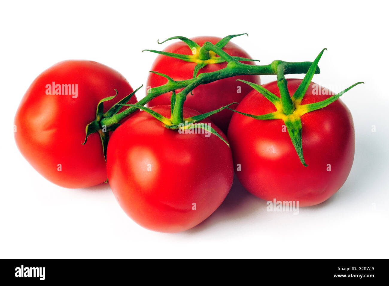 isolated on white background in studio tomato Stock Photo - Alamy