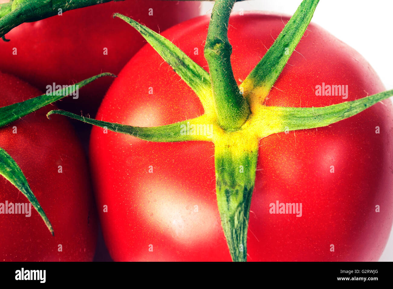 isolated on white background in studio tomato Stock Photo - Alamy