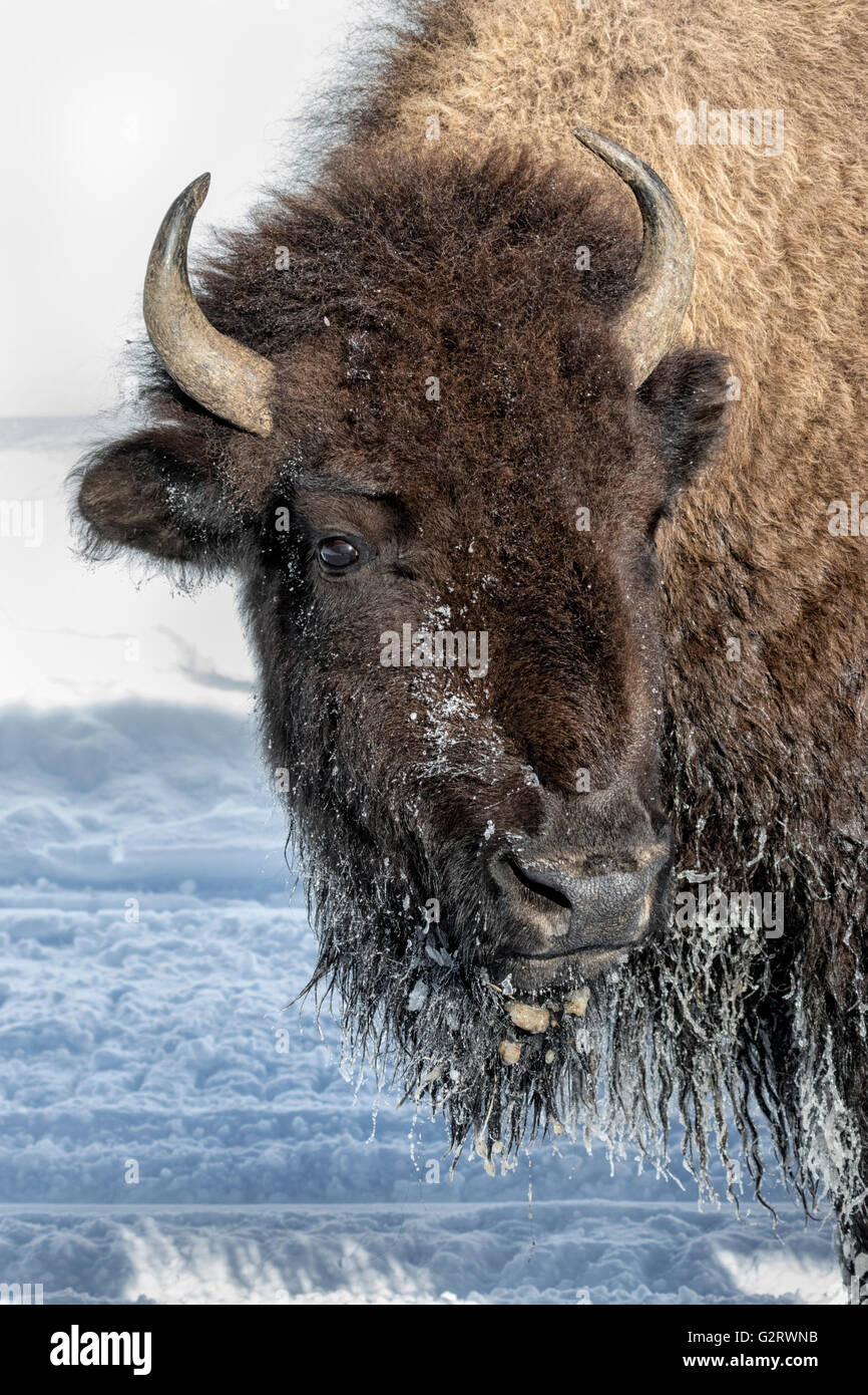American Bison Stock Photo