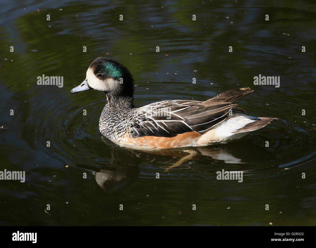 Swimming male South American Chiloé wigeon or Southern wigeon (Anas sibilatrix) Stock Photo