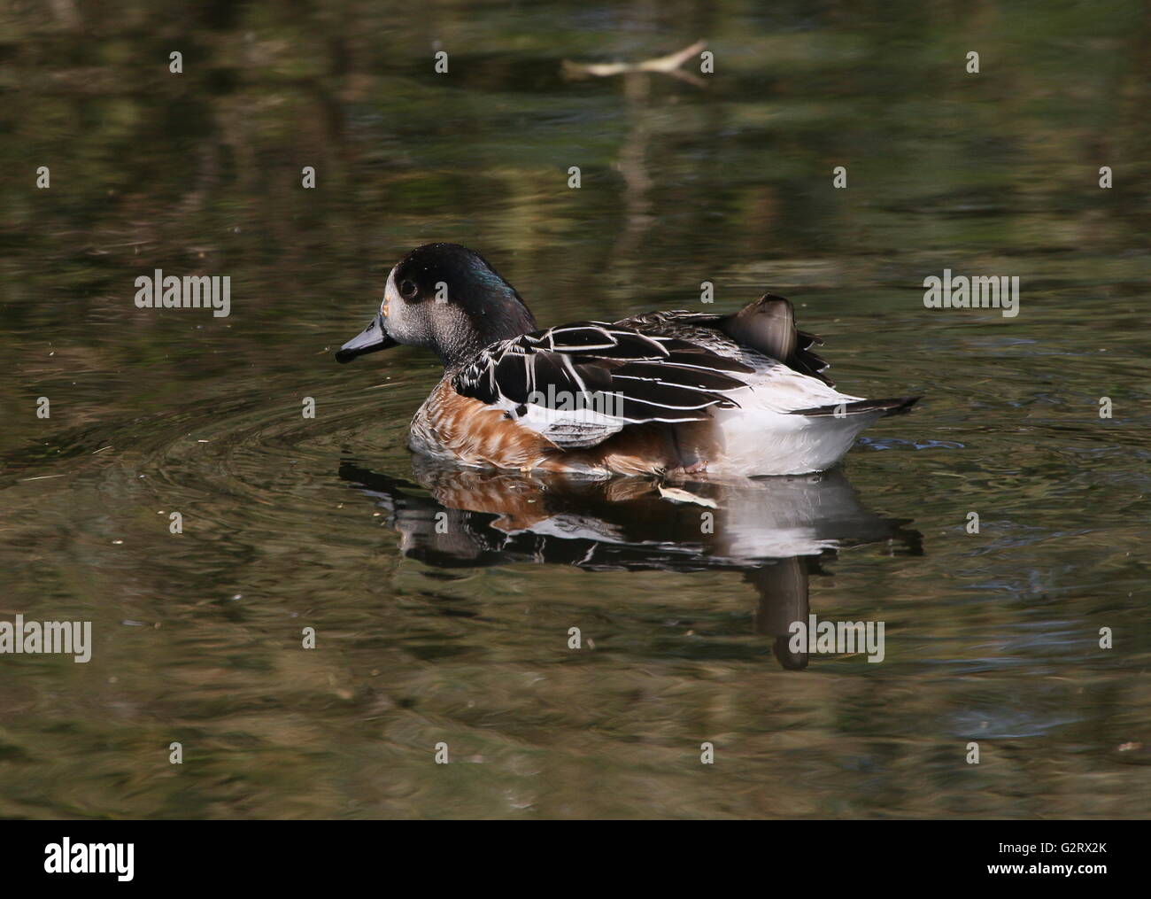 Swimming male South American Chiloé wigeon or Southern wigeon (Anas sibilatrix) Stock Photo
