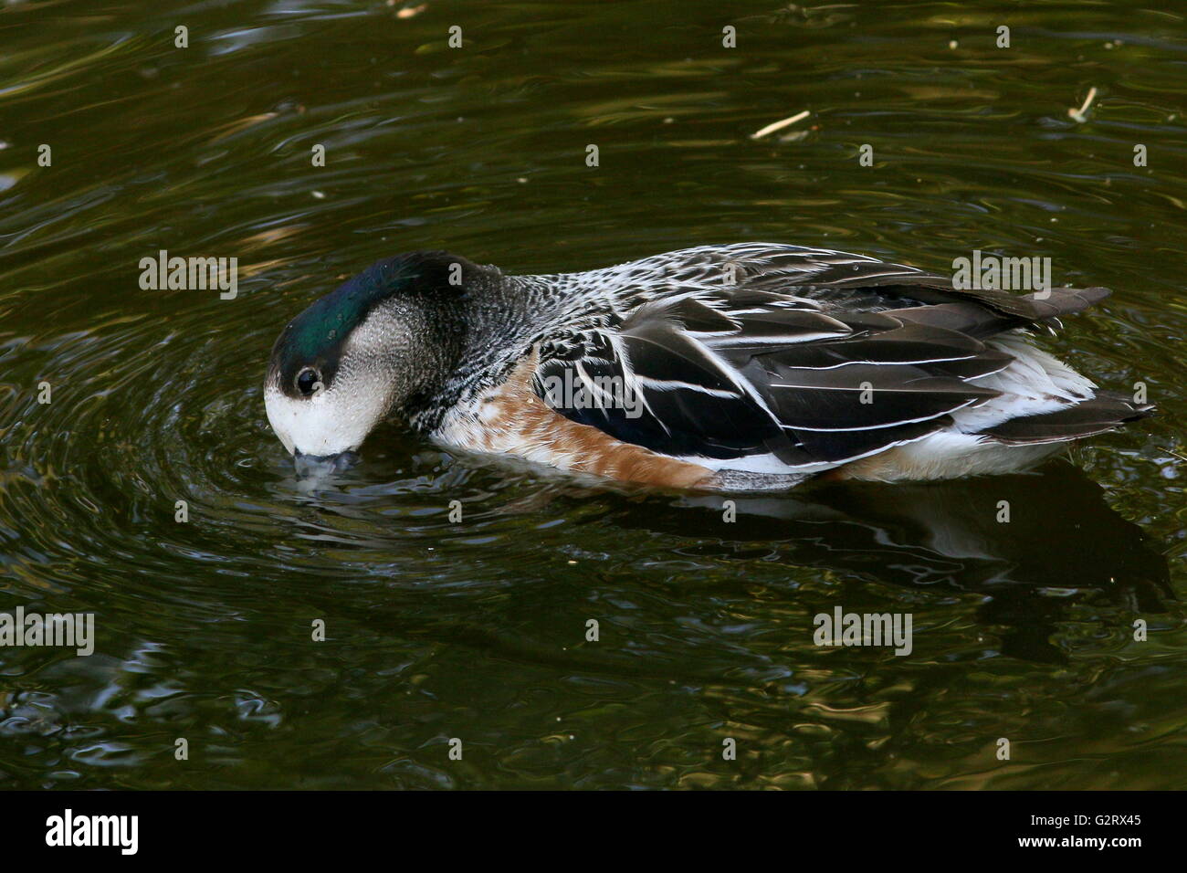 Swimming male South American Chiloé wigeon or Southern wigeon (Anas sibilatrix) Stock Photo