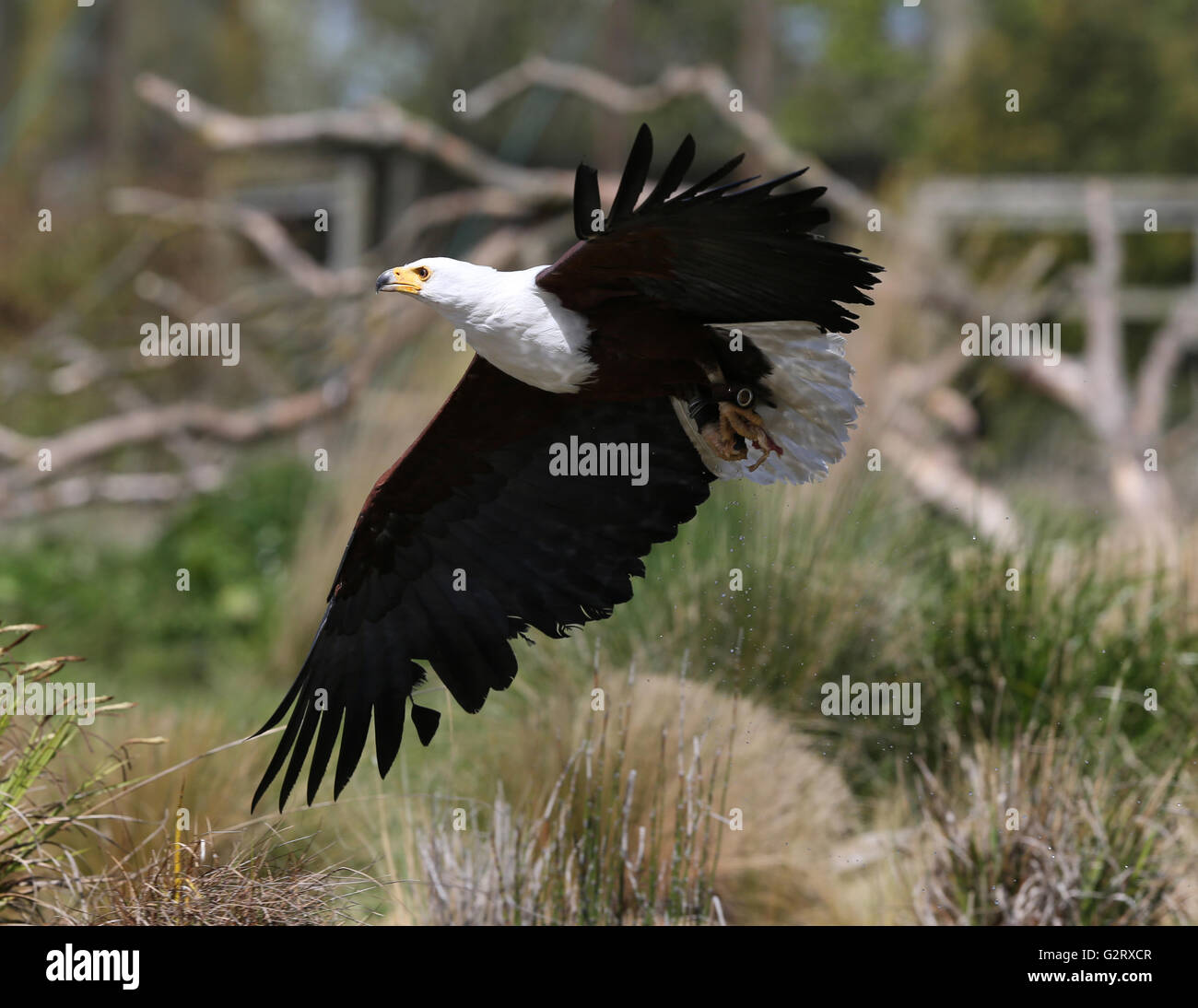 Close up of an African Fish Eagle catching food Stock Photo