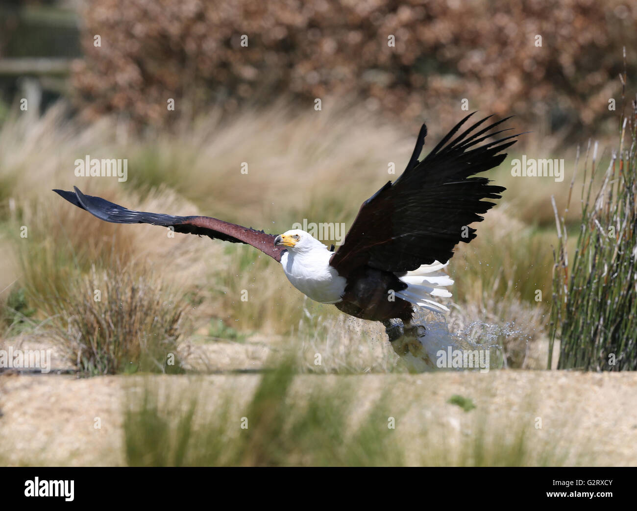 Close up of an African Fish Eagle catching food Stock Photo