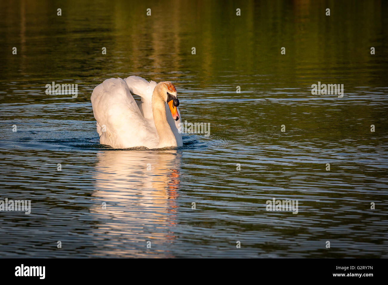 Swan swimming across a lake lit by the summer evening golden light Stock Photo