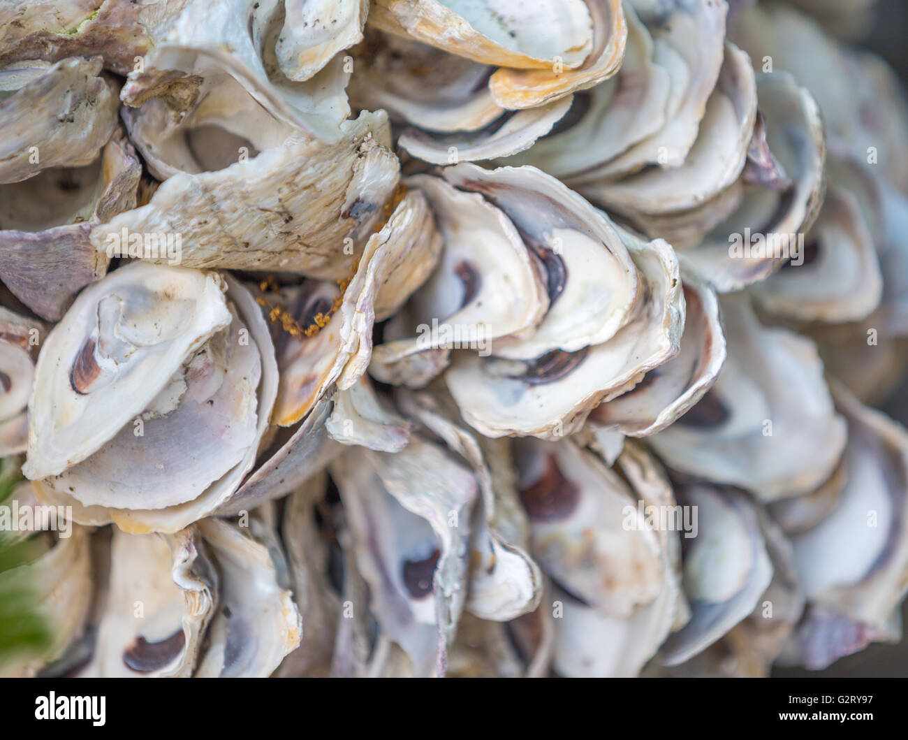clam shells, many clam shells that are empty and open Stock Photo