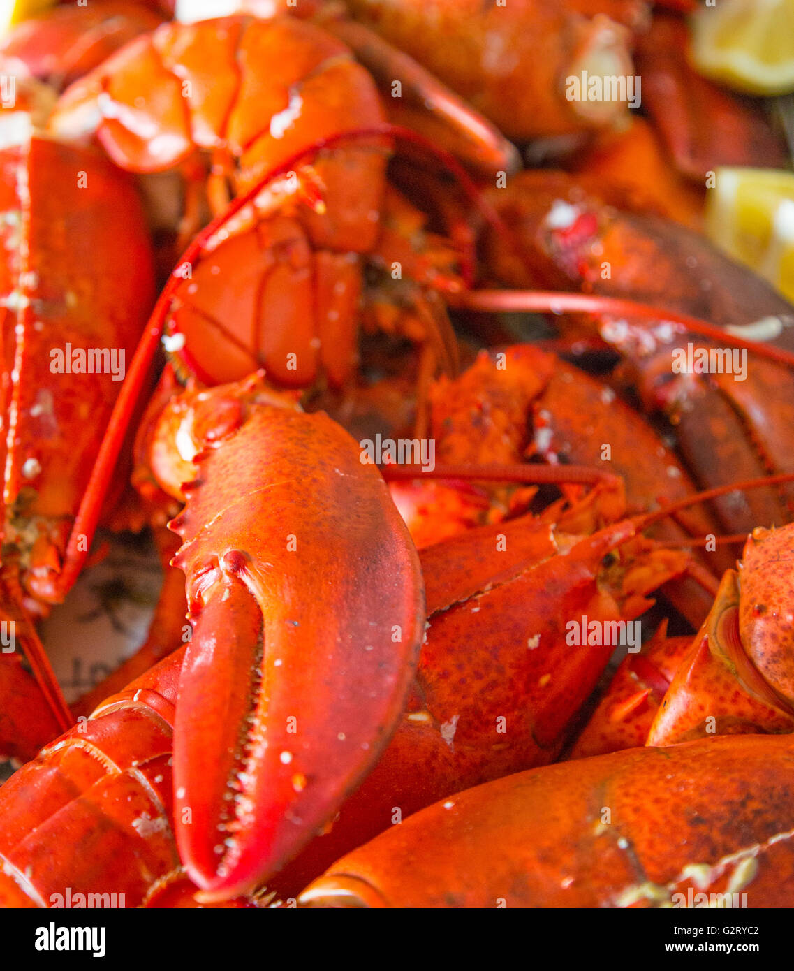a detail image of a bunch of freshly cooked lobsters Stock Photo