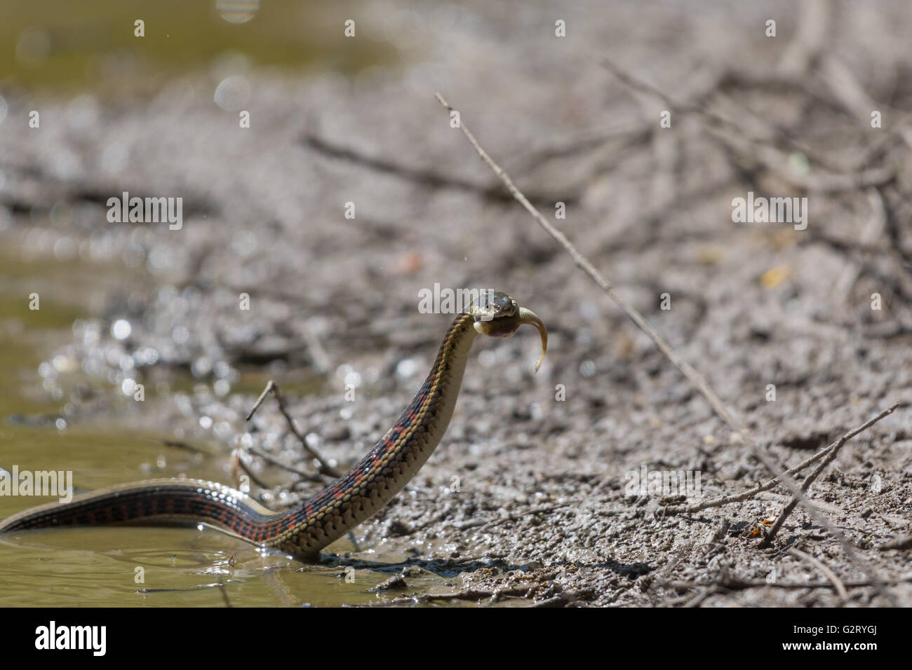 New Mexico Garter Snake, (Thamnophis sirtalis dorsalis), eating stranded fish in a drying marsh at Bosque del Apache NWR, N.M. Stock Photo