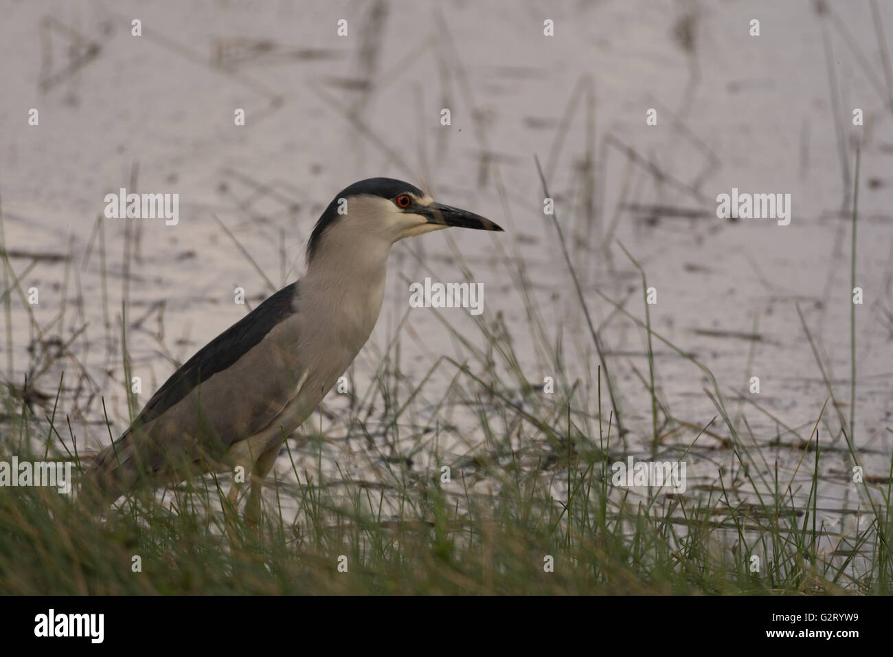 Black-crowned Night Heron, (Nycticorax nycticorax), Bosque del Apache National Wildlife Refuge, New Mexico, USA. Stock Photo