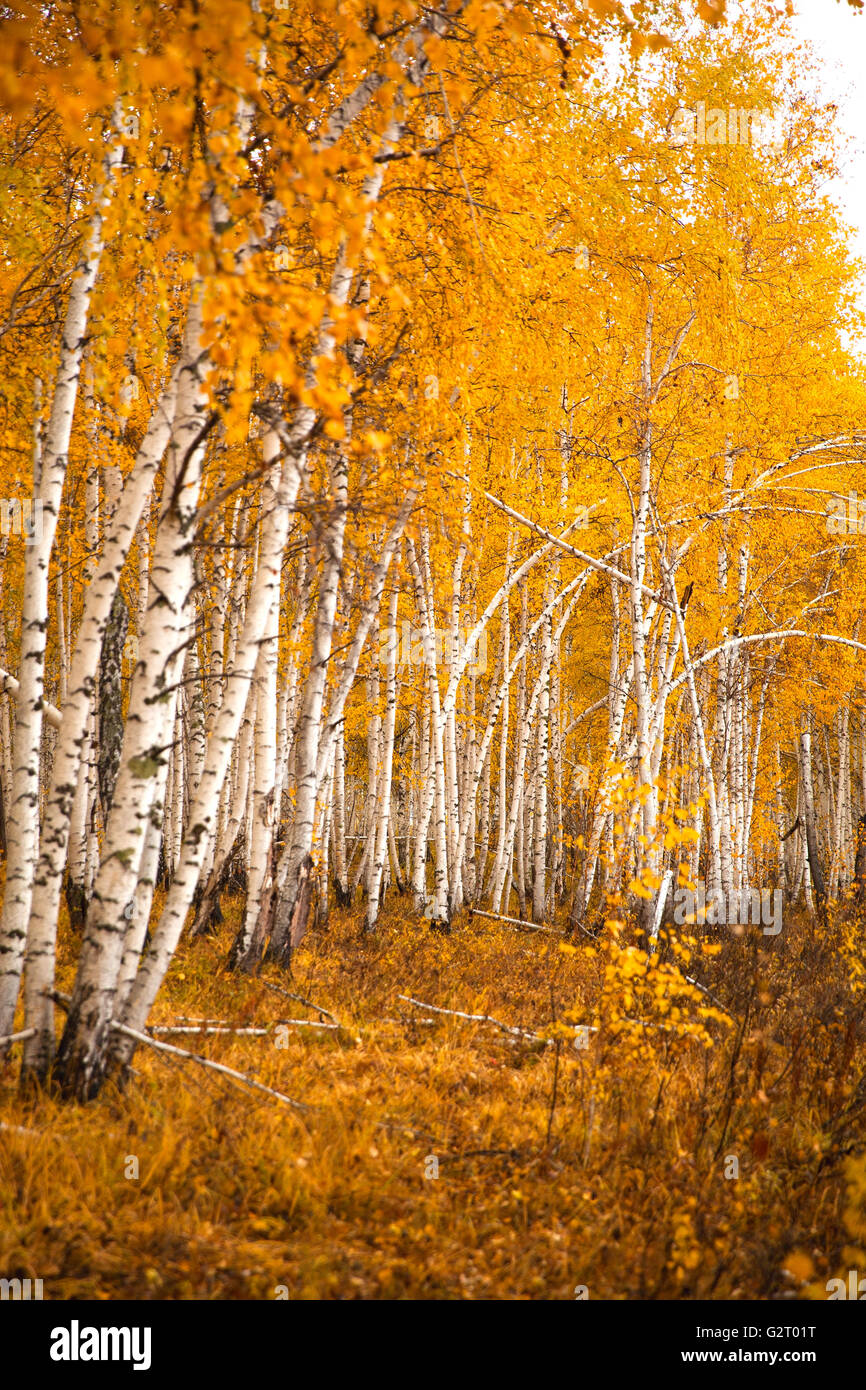 Autumn birch forest in the forests of Siberia Stock Photo - Alamy
