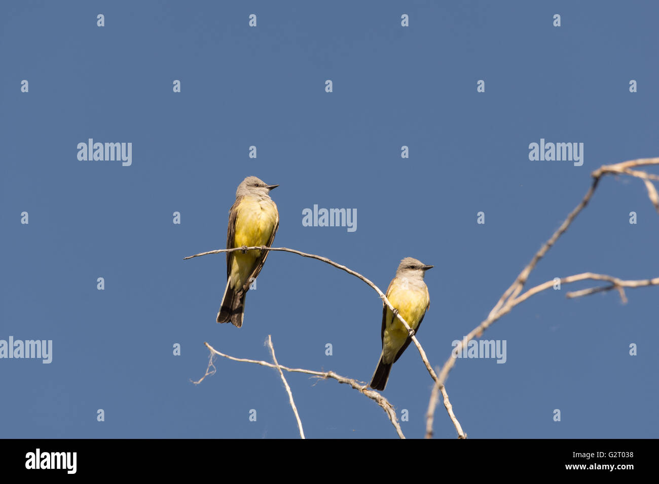 Western Kingbirds, (Tyrannus verticalis), Socorro Nature Area, New ...