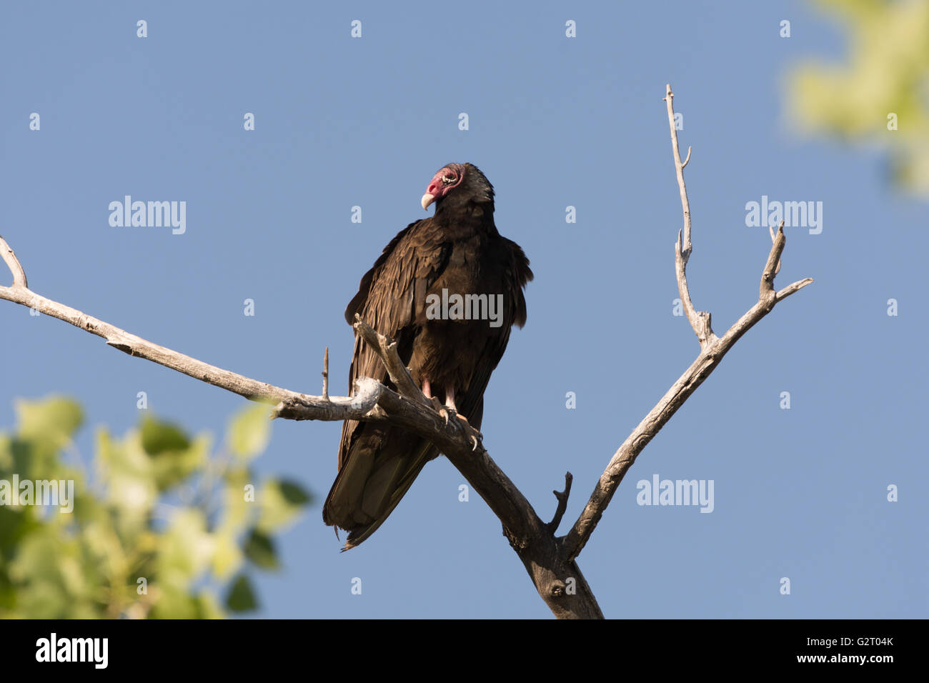 Turkey Vulture, (Cathartes aura), Socorro Nature Area, New Mexico, USA. Stock Photo