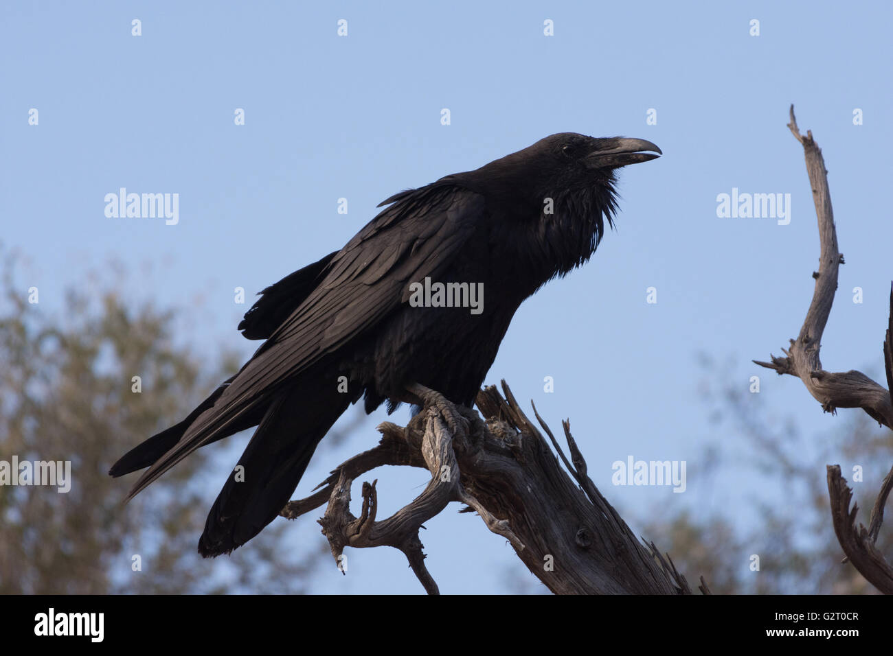 Raven hires stock photography and images Alamy