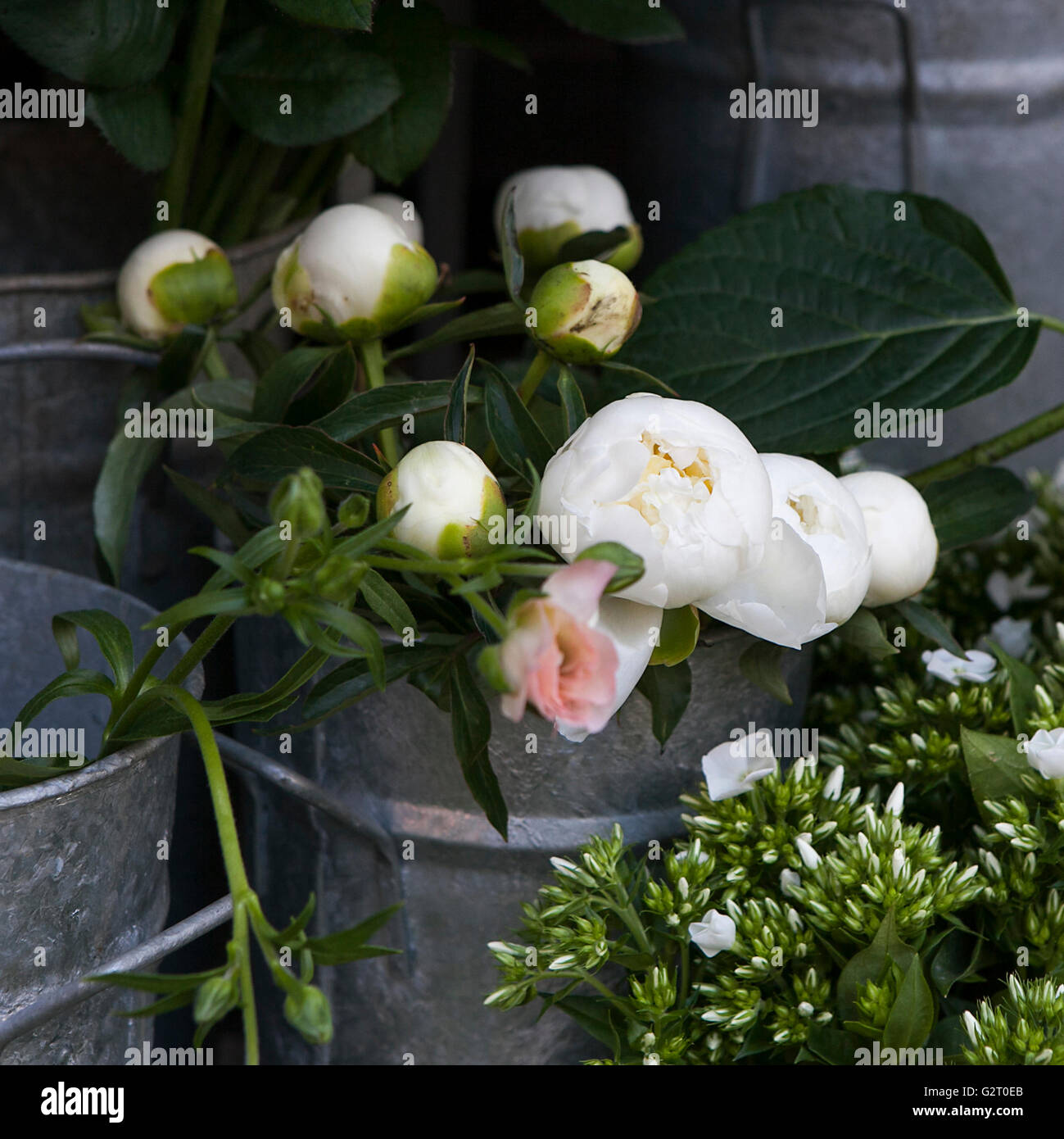 Beautiful white peony Stock Photo Alamy