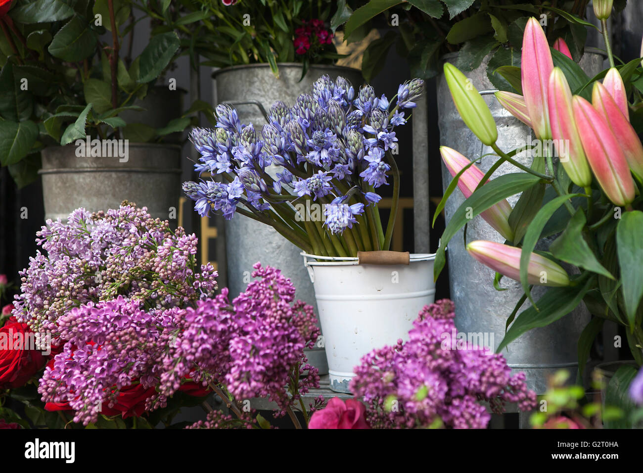 Fresh blue flower campanula and violet lilac near flower shop Stock Photo