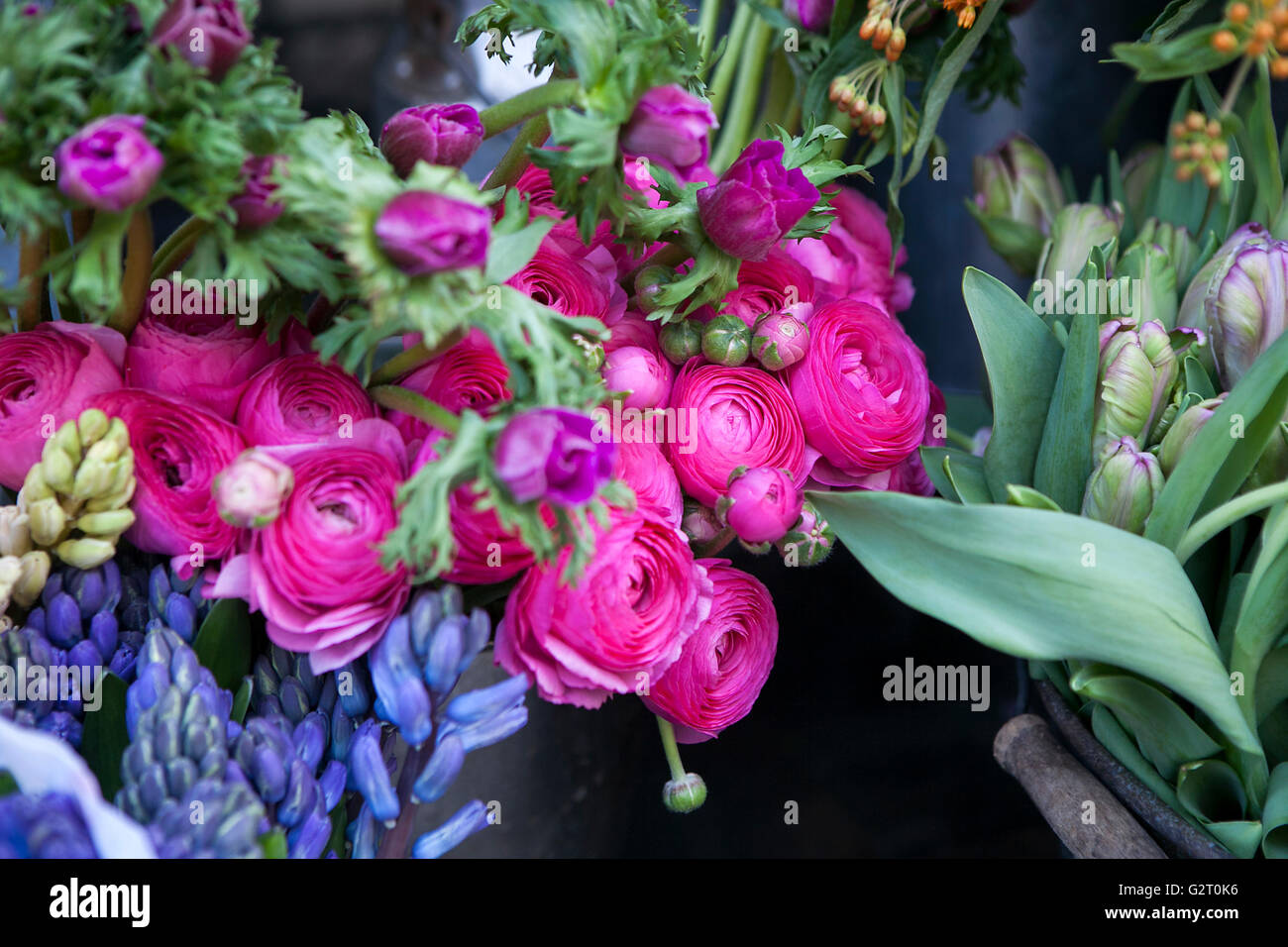 Campanula ranunculus hi-res stock photography and images - Alamy