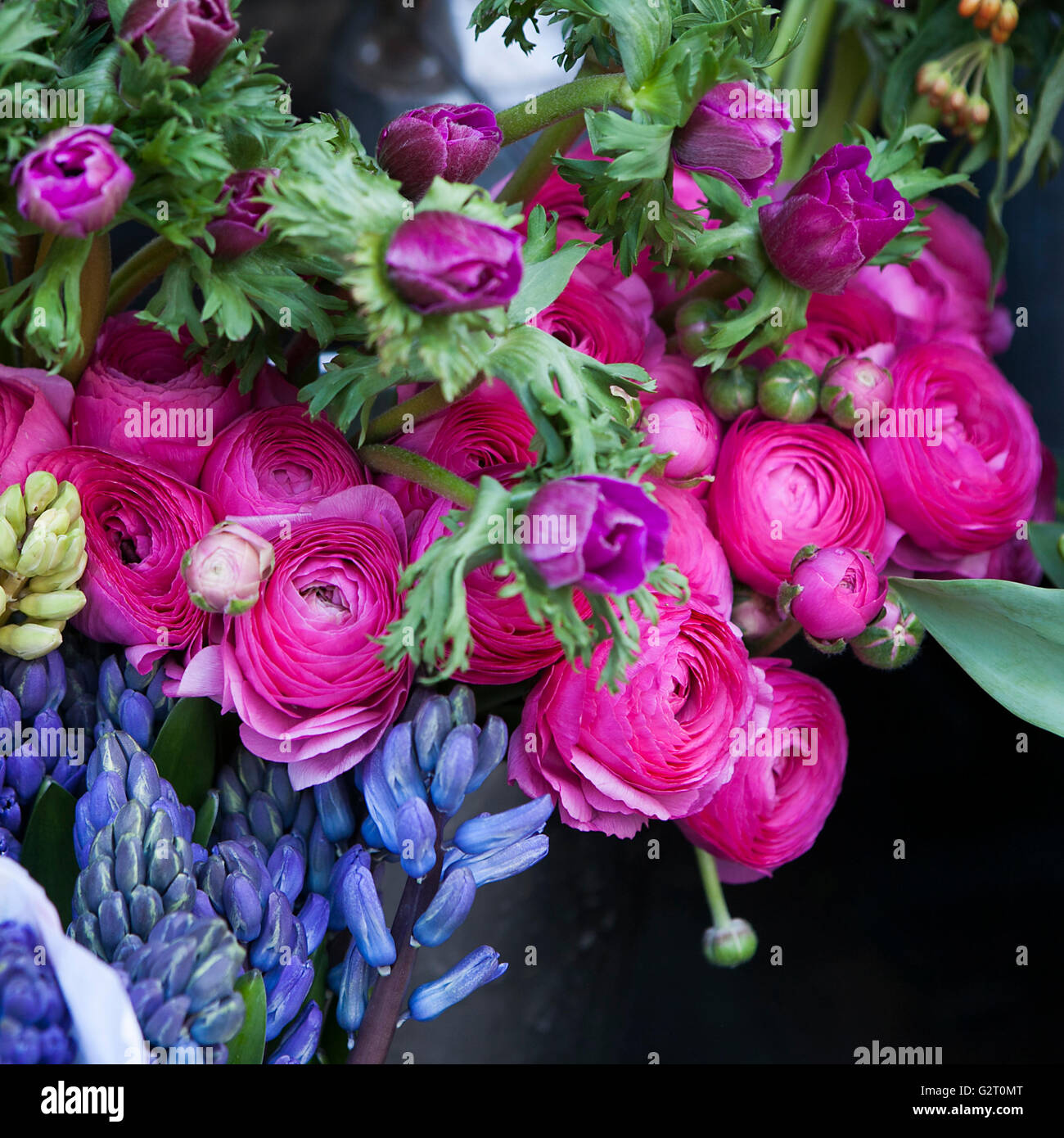Campanula ranunculus hi-res stock photography and images - Alamy