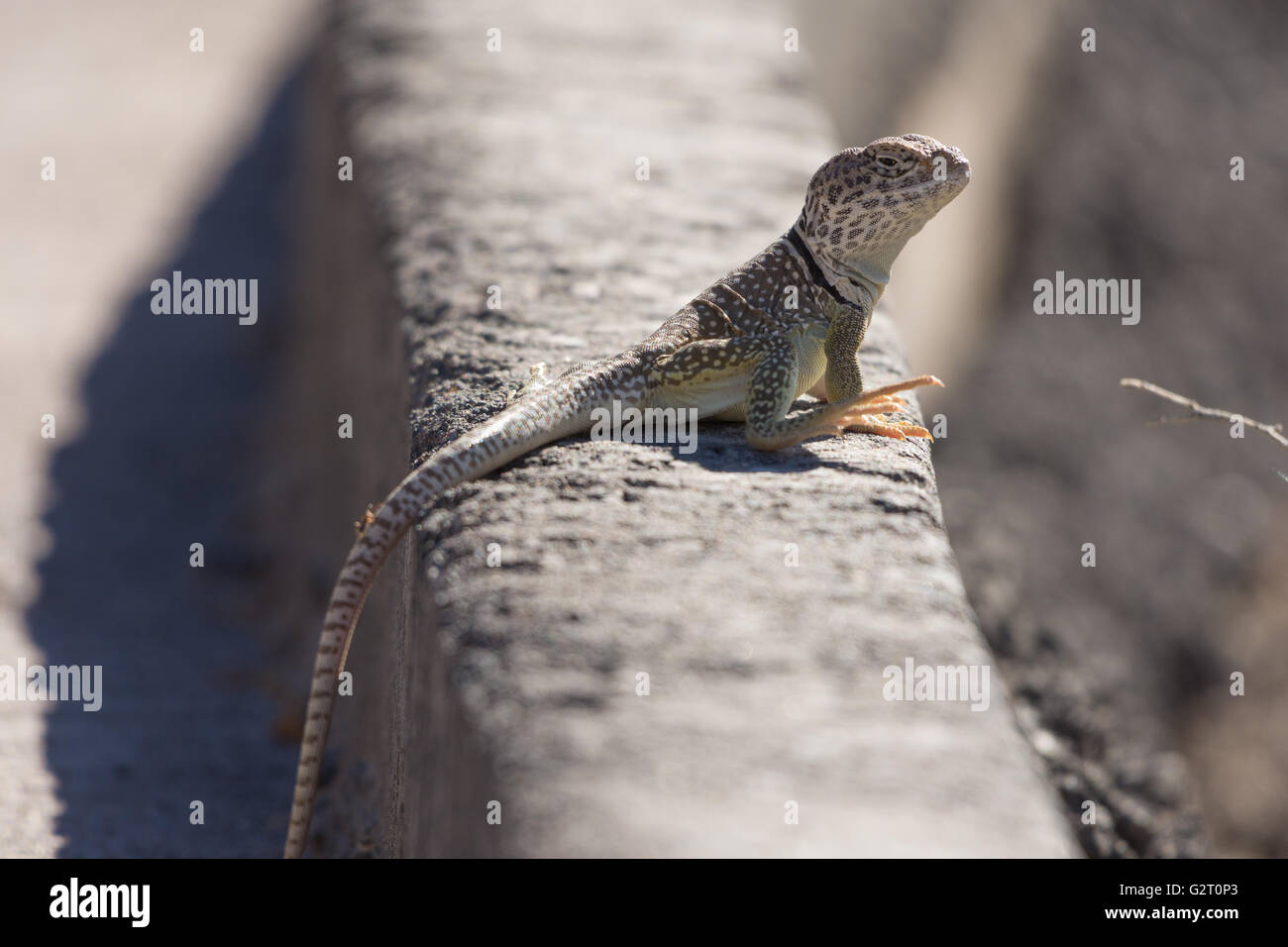 Eastern Collared lizard, (Crotaphytus collaris), Valley of Fires
